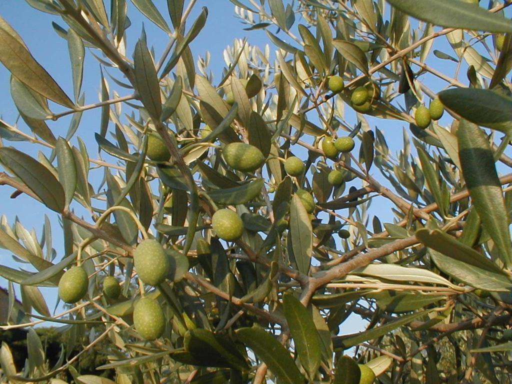 Agriturismo Le Serre Riparbella Εξωτερικό φωτογραφία